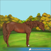 Horse Color:Chestnut 