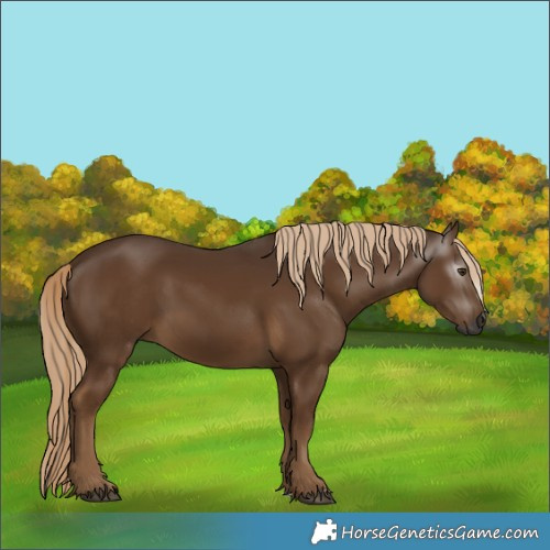 Horse Color:Gray Chocolate Palomino 