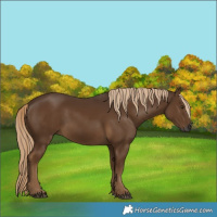 Horse Color:Gray Chocolate Palomino
