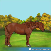 Horse Color:Chestnut 