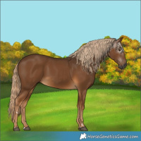 Horse Color:Gray Chocolate Palomino 