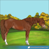 Horse Color:Chestnut 