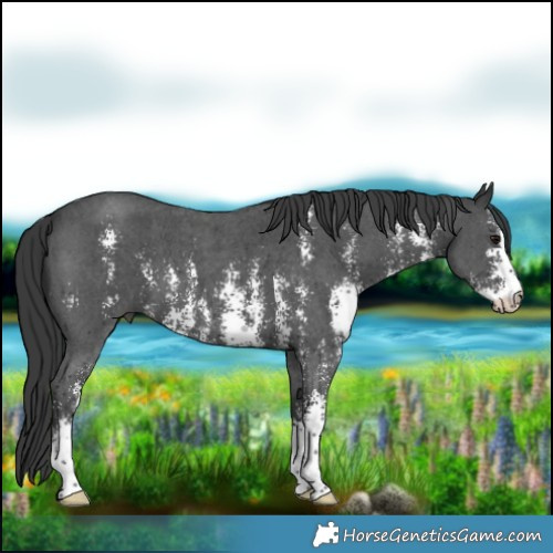 Horse Color:Black Sabino 