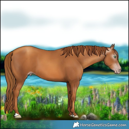 Horse Color:Gray Gold Champagne 