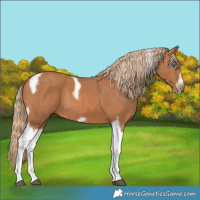 Horse Color:Chestnut Tobiano Frame 