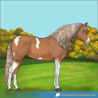 Horse Color:Chestnut Tobiano Frame 