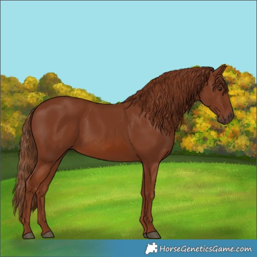 Horse Color:Chestnut 
