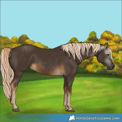 Horse Color:Gray Chocolate Palomino 