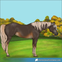 Horse Color:Gray Chocolate Palomino 