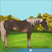 Horse Color:Gray Chocolate Palomino 