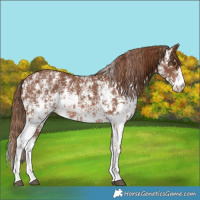 Horse Color:Chestnut Sabino Rabicano and Chestnut Sabino Rabicano