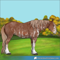 Horse Color:Chestnut Sabino Rabicano and Chestnut Sabino