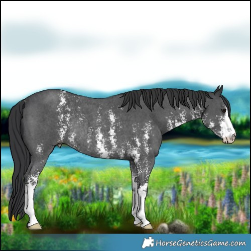 Horse Color:Black Sabino Rabicano 