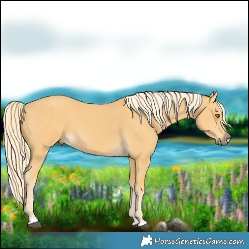 Horse Color:Palomino 