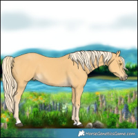 Horse Color:Palomino 