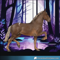 Horse Color:Gray Chocolate Palomino Appaloosa