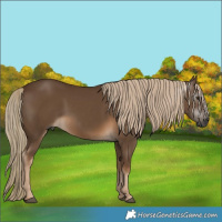 Horse Color:Gray Chocolate Palomino 