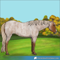 Horse Color:Gray Chocolate Palomino Roan Frame 