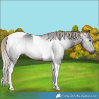 Horse Color:Gray Silver Brown Tobiano 