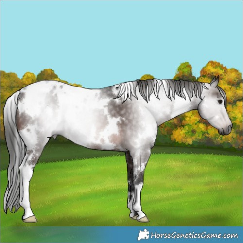 Horse Color:Gray White Spotted Bay 