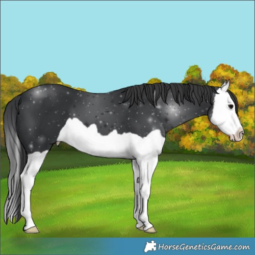 Horse Color:Black Splash
