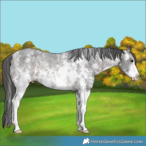 Horse Color:Brown Sabino Appaloosa Rabicano