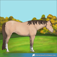 Horse Color:Amber Champagne Tobiano 
