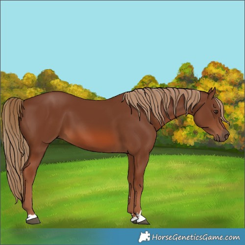 Horse Color:Chestnut 