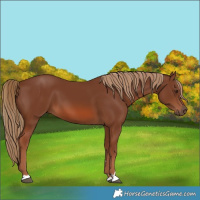 Horse Color:Chestnut 