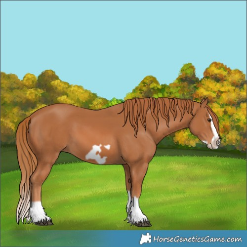 Horse Color:Chestnut Splash Frame 