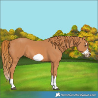 Horse Color:Chestnut Splash Frame 