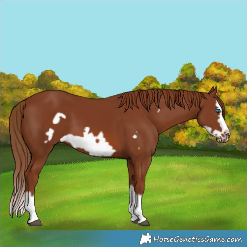 Horse Color:Chestnut Splash Frame 