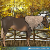 Horse Color:Gray Chocolate Palomino 
