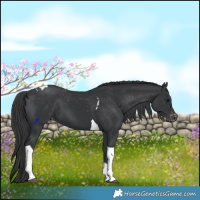 Horse Color:Black Tobiano Varnish 
