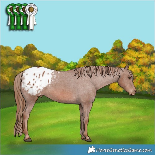 Horse Color:Chestnut Appaloosa 
