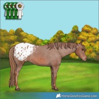 Horse Color:Chestnut Appaloosa 