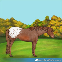 Horse Color:Chestnut Appaloosa 