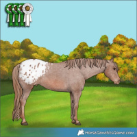 Horse Color:Chestnut Appaloosa
