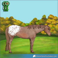 Horse Color:Chestnut Appaloosa 