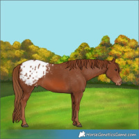 Horse Color:Chestnut Appaloosa 