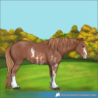 Horse Color:Chestnut Sabino Rabicano 
