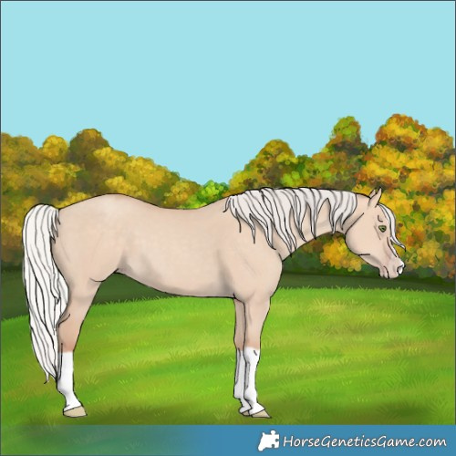 Horse Color:Silver Classic Champagne Dun Splash Frame 