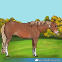 Horse Color:Chestnut Sabino 