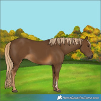 Horse Color:Gray Chocolate Palomino 