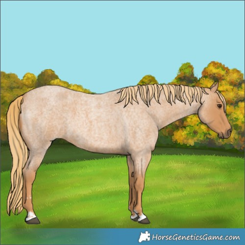 Horse Color:Red Roan