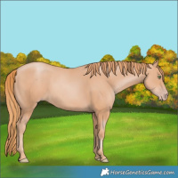 Horse Color:Gold Champagne
