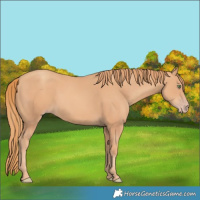Horse Color:Gold Champagne 