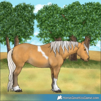 Horse Color:Silver Buckskin Tobiano 