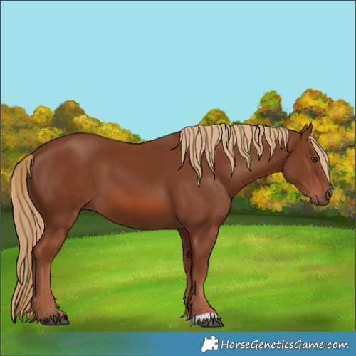 Horse Color:Chestnut 