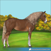 Horse Color:Gray White Spotted Chocolate Palomino 